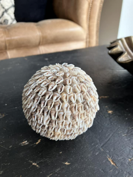 Small Shell Ball Image